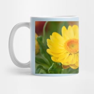 Helichrysum bracteatum  'Nevada Gold'  Everlasting flower Mug